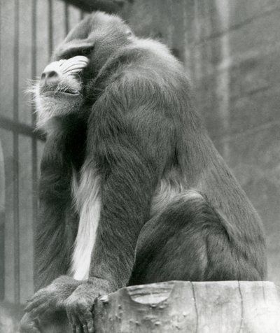 1923年8月、ロンドン動物園の囲いの丸太に座っている男性のマンドリルジョージ（bw写真） 作： Frederick William Bond